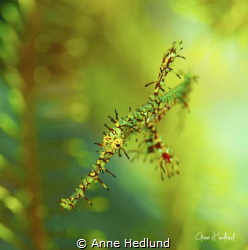 Ornate ghost pipefish by Anne Hedlund 